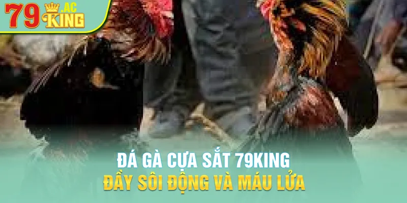 Đá gà cựa sắt 79king đầy sôi động và máu lửa 
