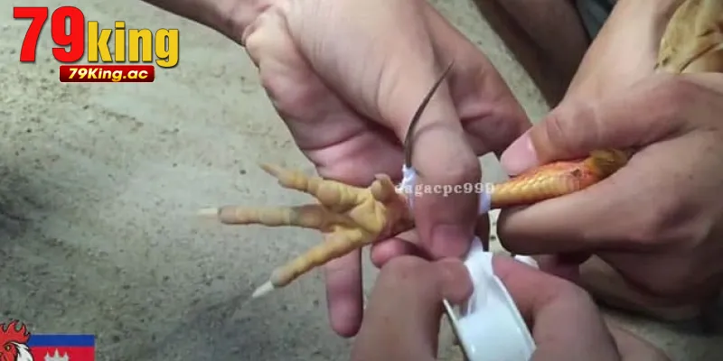 Đá Gà Cựa Dao Tại 79King