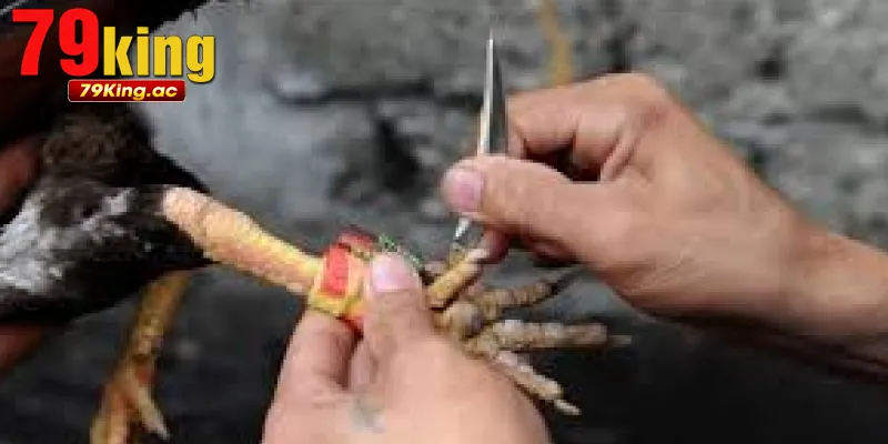 Giới Thiệu Về Đá Gà Cựa Dao