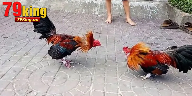 Hòa mình vào không khí trường gà